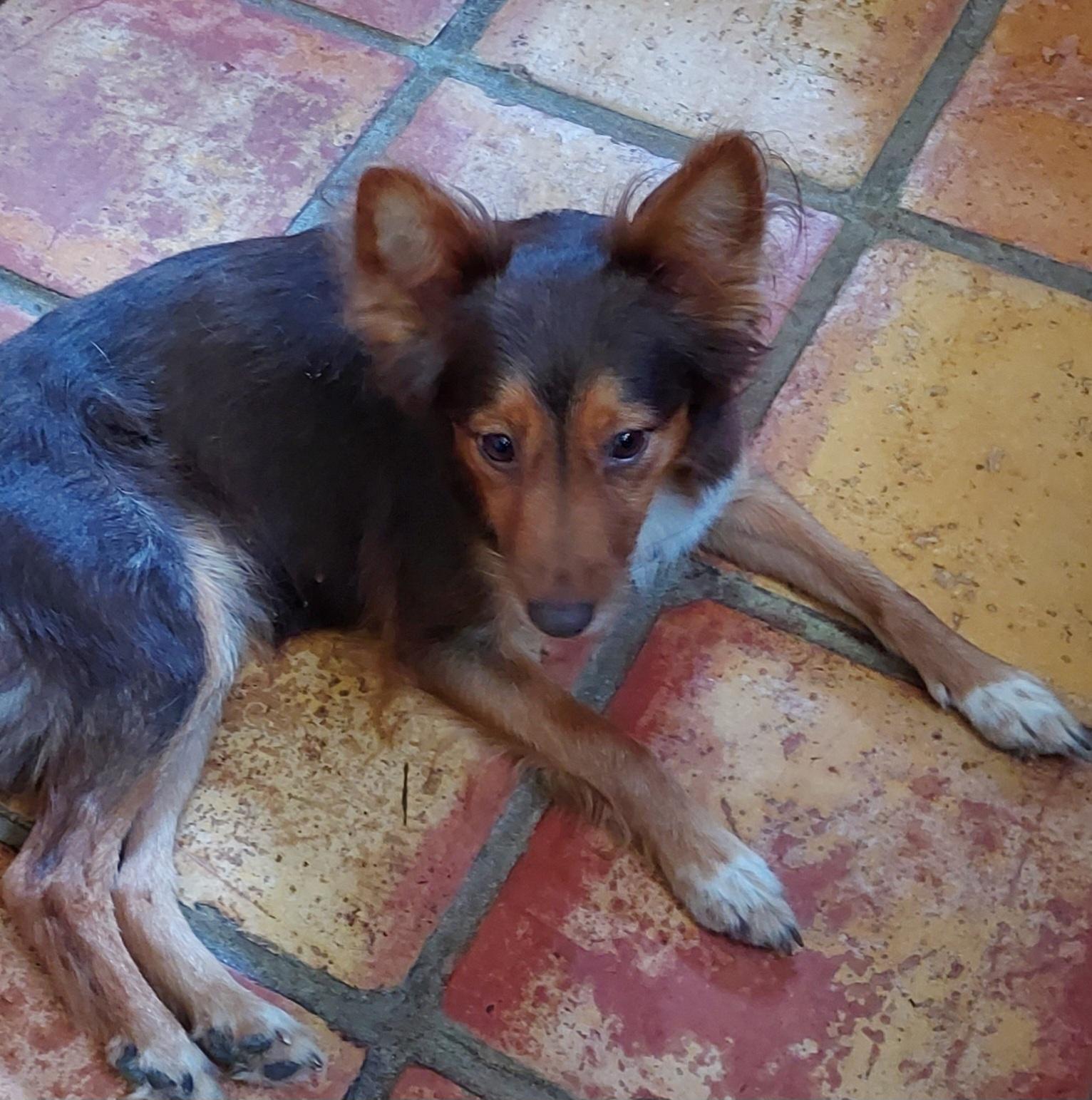 Penny, ADOPTABLE, Senior Female Shetland Sheepdog / Sheltie.