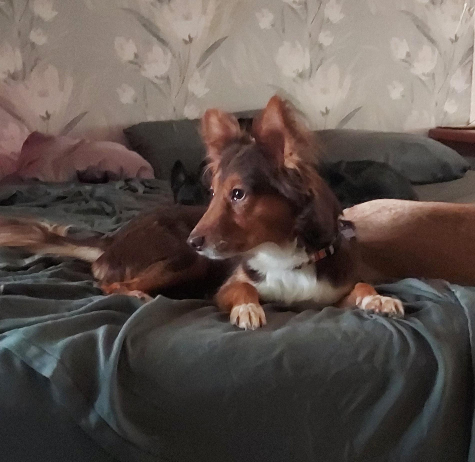 Enlarge Penny, a ADOPTABLE Shetland Sheepdog / Sheltie in Ellijay, GA image 6/6