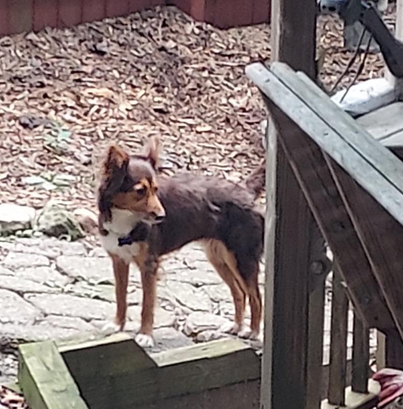 Enlarge Penny, a ADOPTABLE Shetland Sheepdog / Sheltie in Ellijay, GA image 3/6