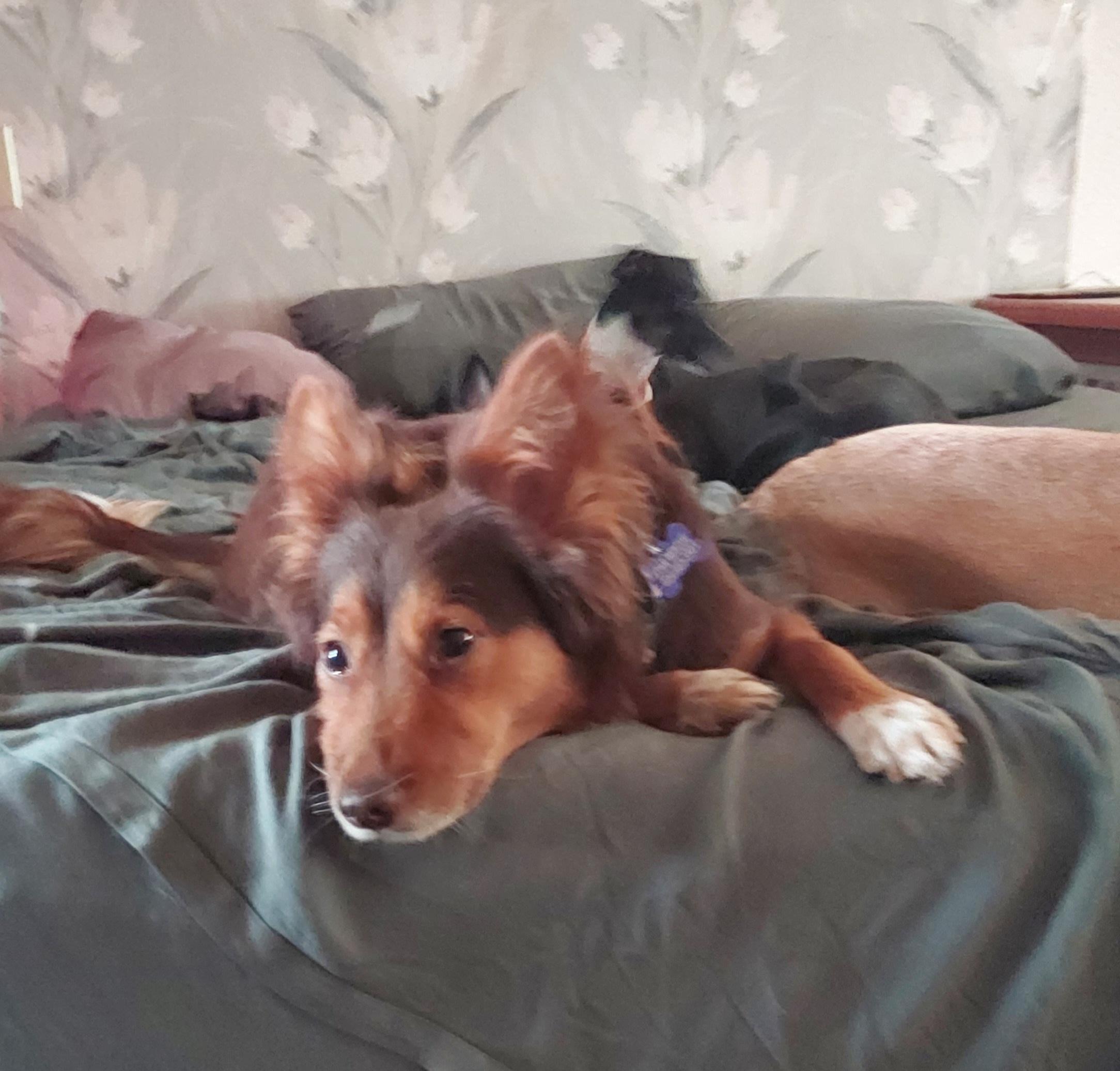 Enlarge Penny, a ADOPTABLE Shetland Sheepdog / Sheltie in Ellijay, GA image 2/6