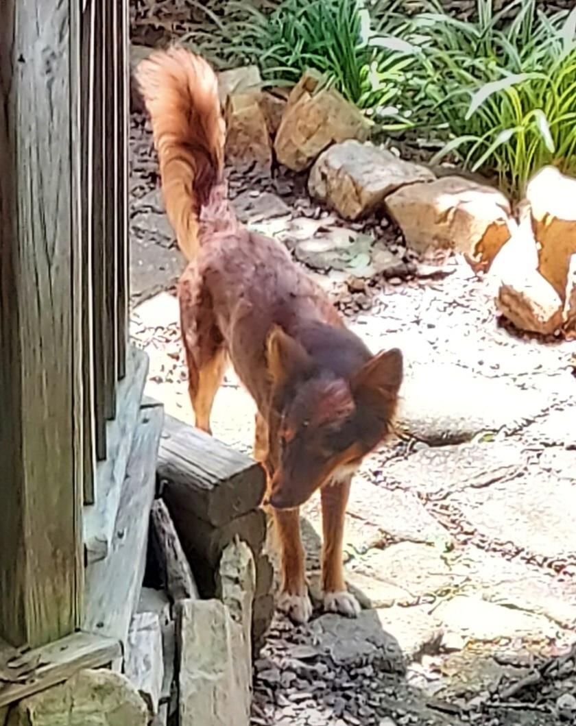 Enlarge Penny, a ADOPTABLE Shetland Sheepdog / Sheltie in Ellijay, GA image 4/6