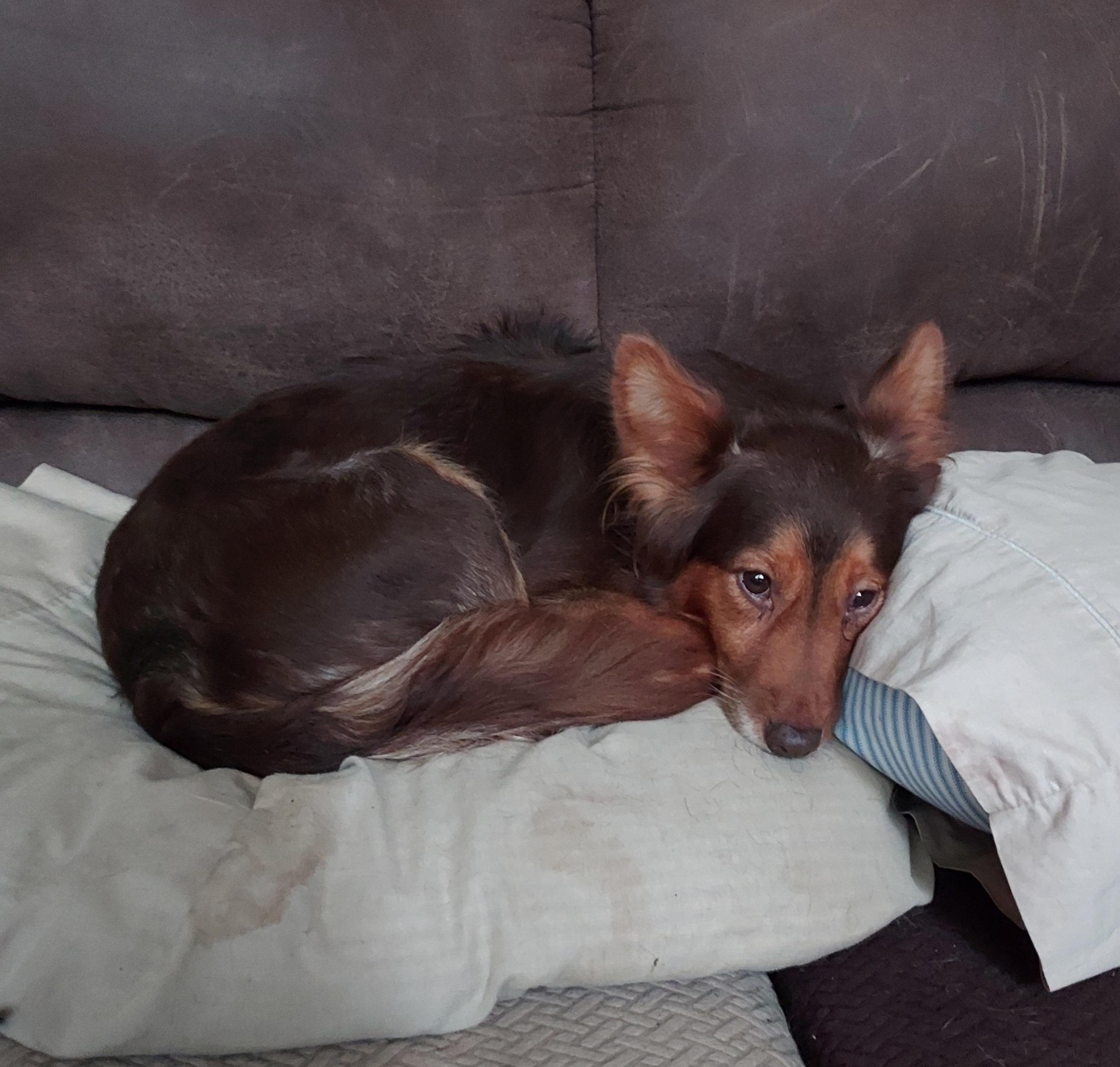 Enlarge Penny, a ADOPTABLE Shetland Sheepdog / Sheltie in Ellijay, GA image 5/6