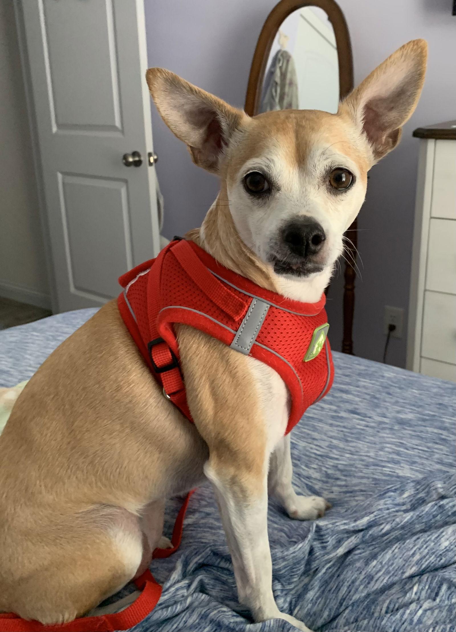 Enlarge Lala, a Adopted mixed breed in St. Louis, MO image 1/3