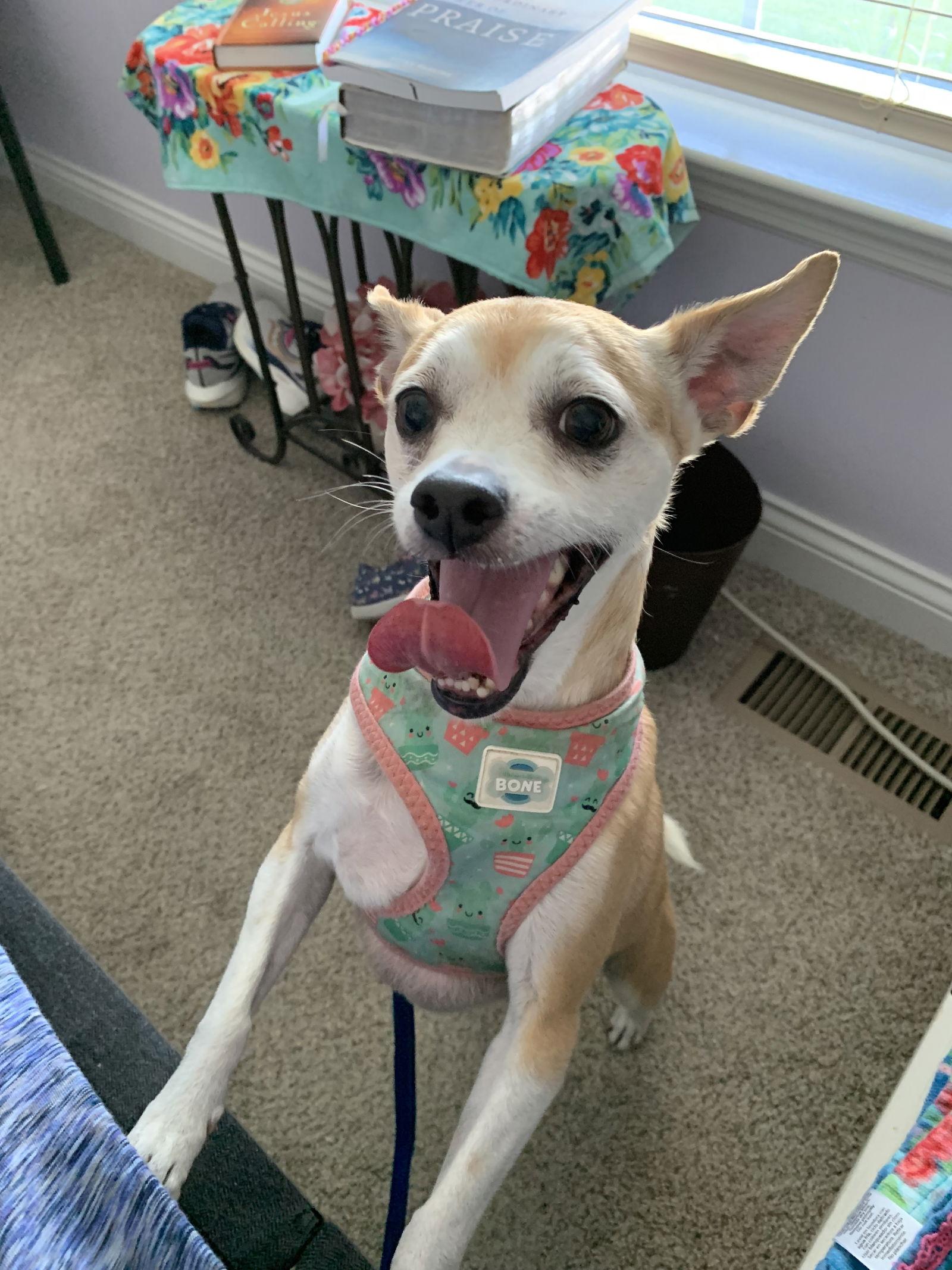 Enlarge Lala, a Adopted mixed breed in St. Louis, MO image 3/3