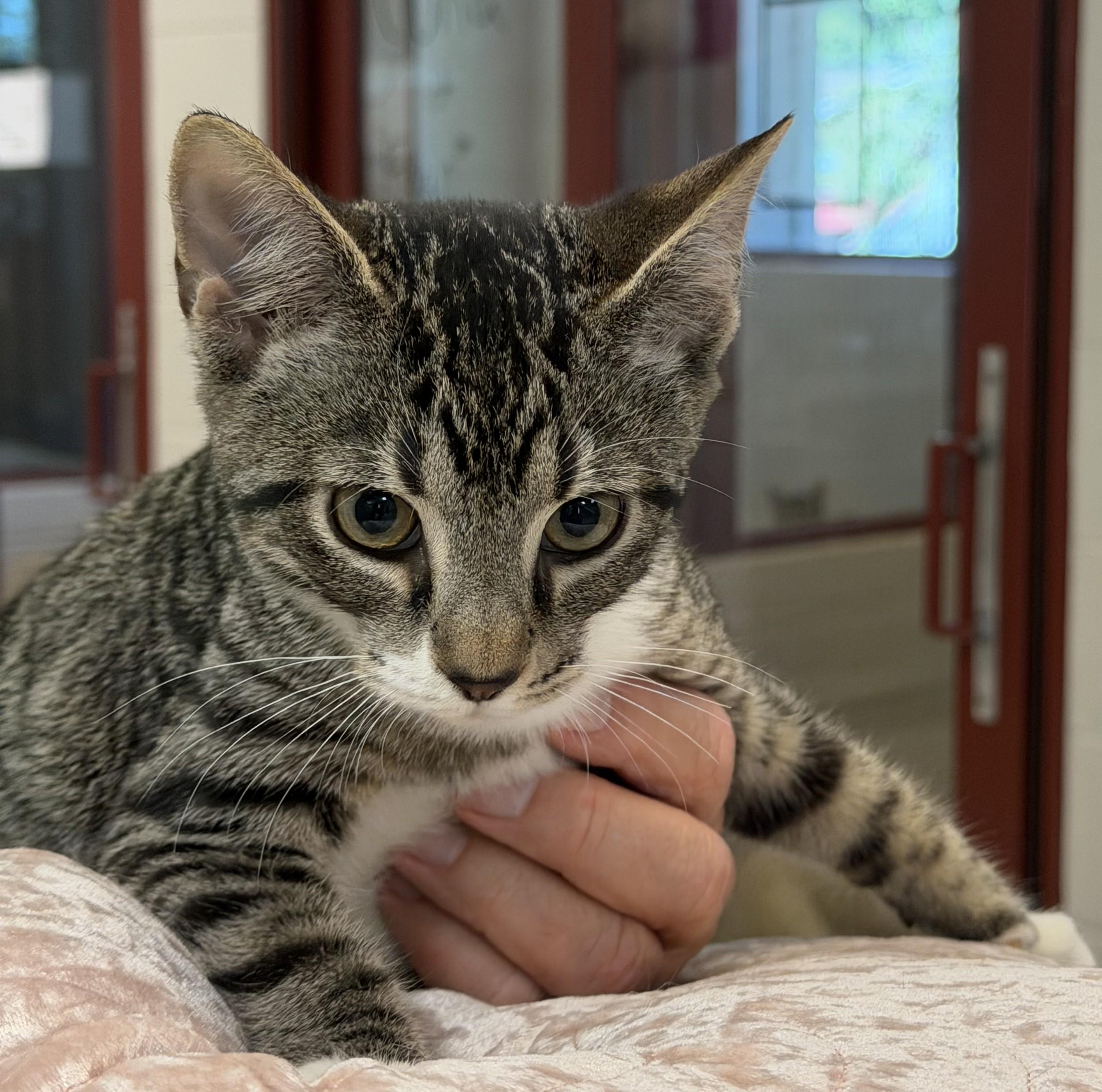 Enlarge Ice Cube, a Adopted mixed breed in Slidell, LA image 2/3