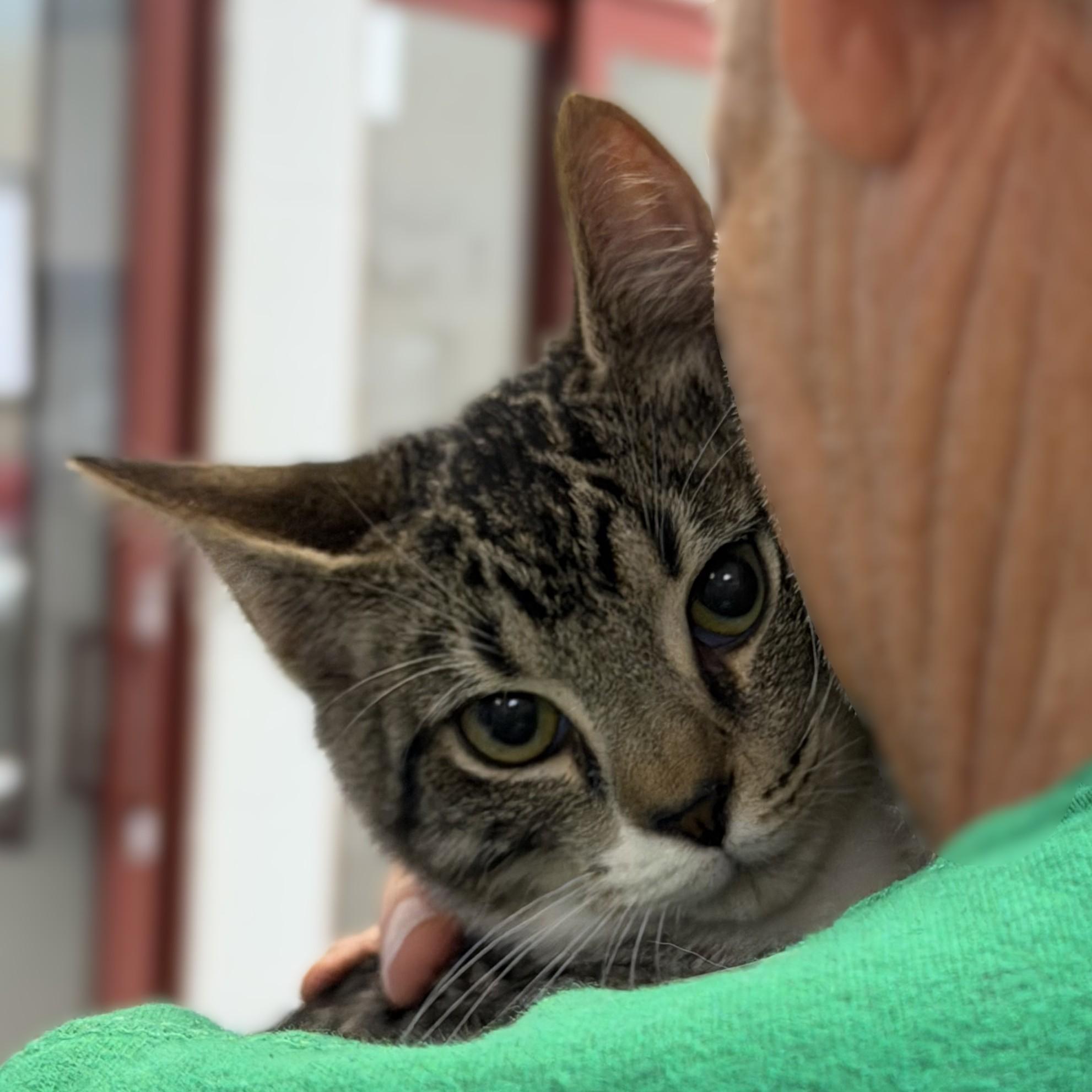 Ice Cube, Adopted, Kitten Male Domestic Short Hair.