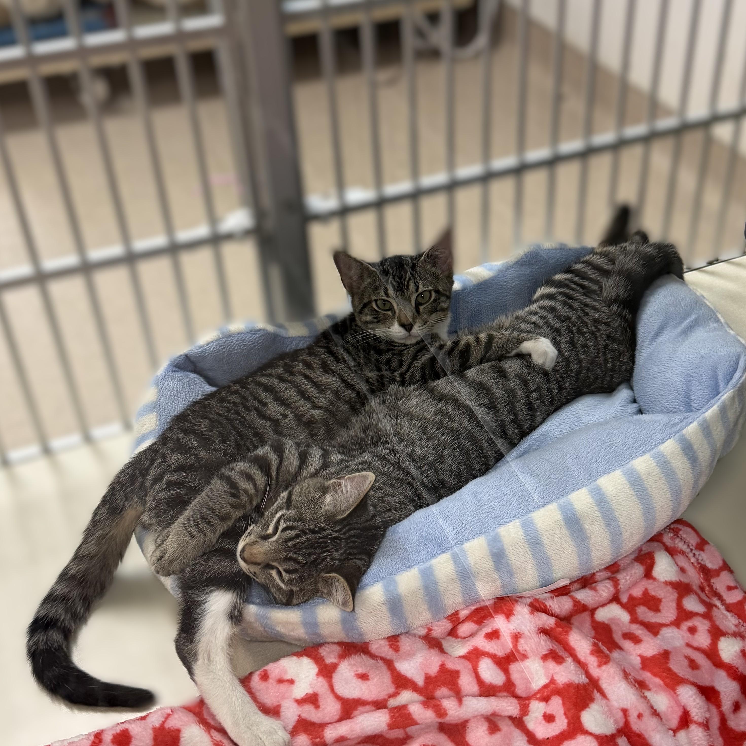 Enlarge Ice Cube, a Adopted mixed breed in Slidell, LA image 3/3