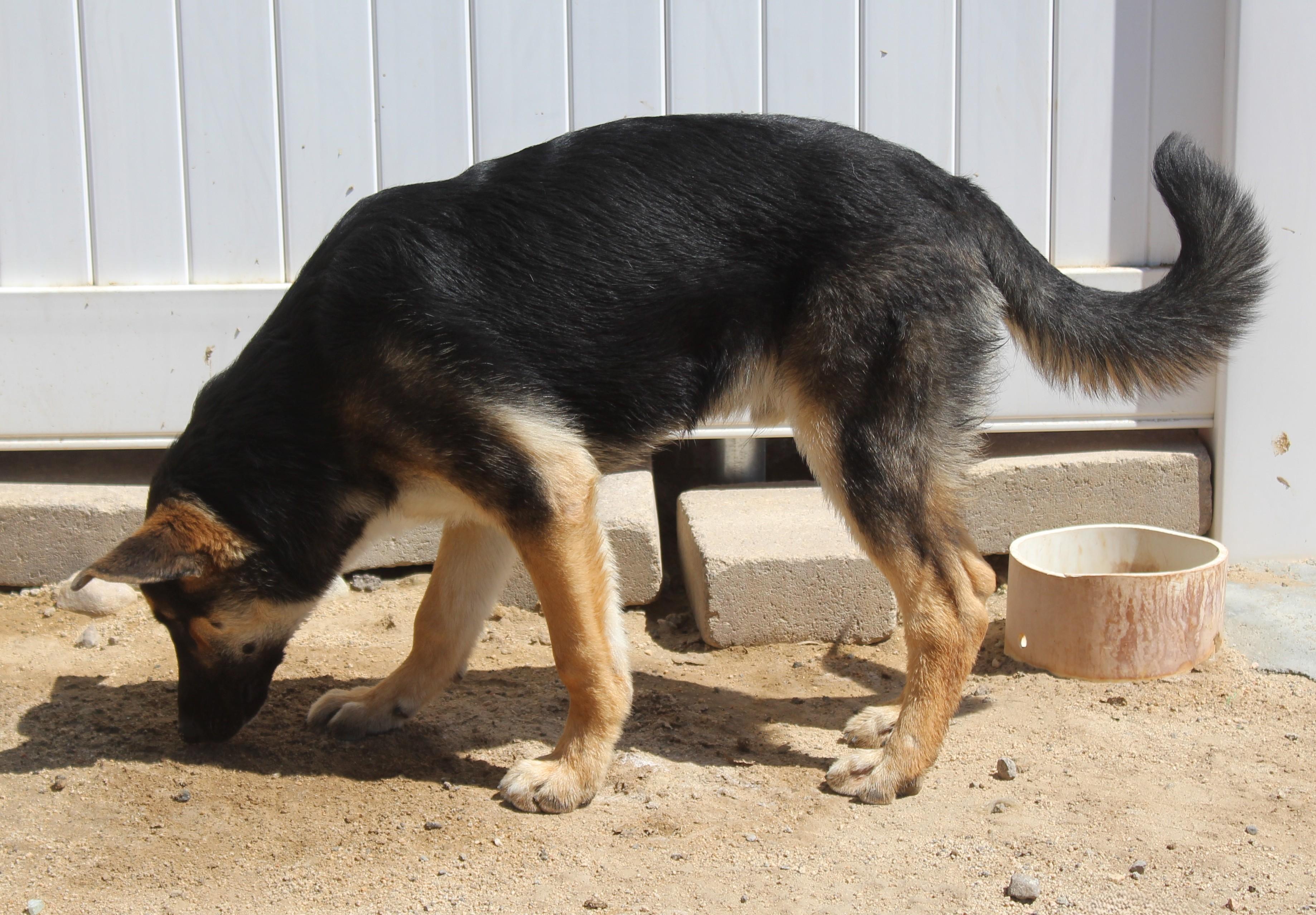 Enlarge Koda, a Adoptable mixed breed in Yucca Valley, CA image 4/6