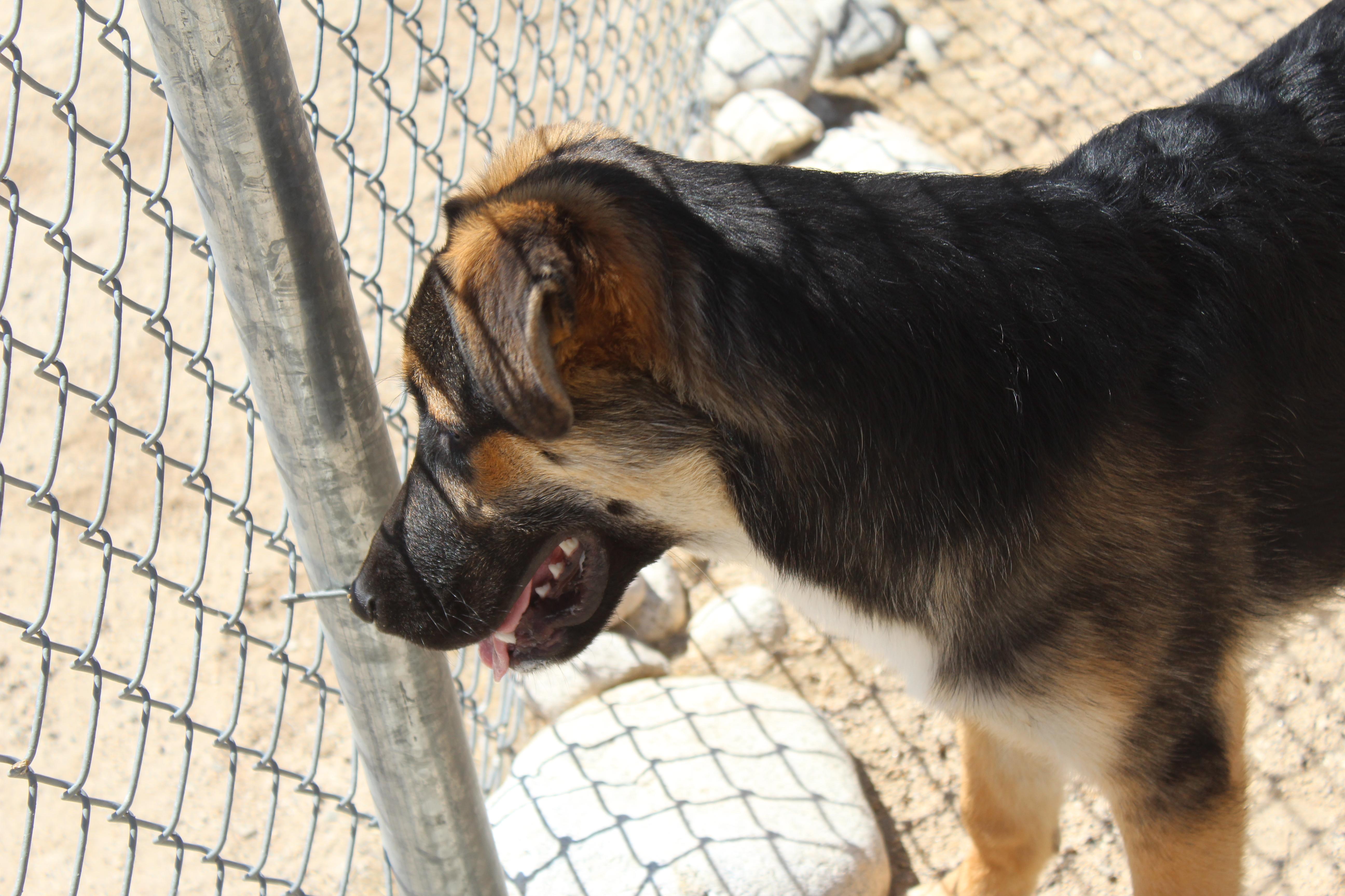 Enlarge Koda, a Adoptable mixed breed in Yucca Valley, CA image 5/6