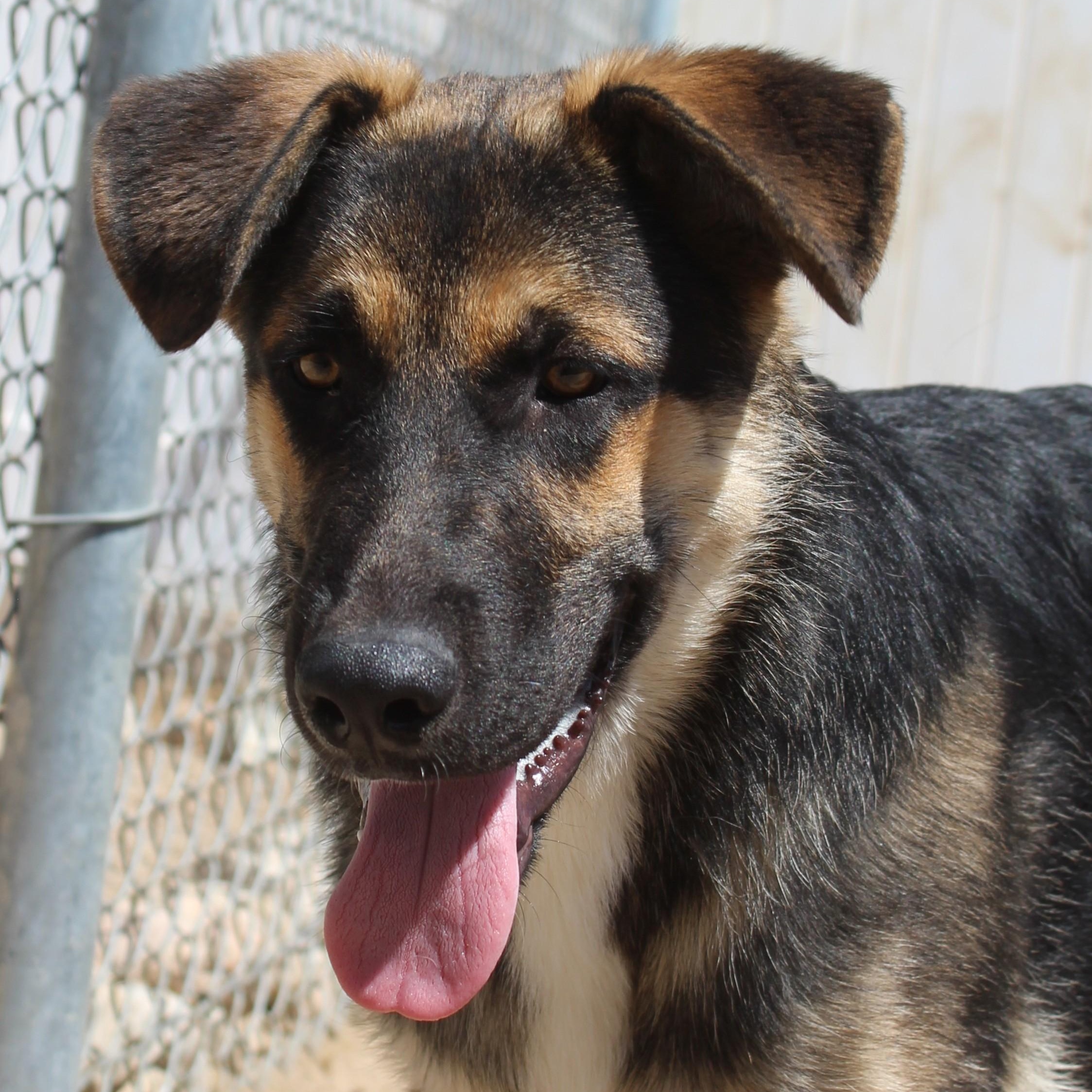 Koda, Adoptable, Young Male German Shepherd Dog.