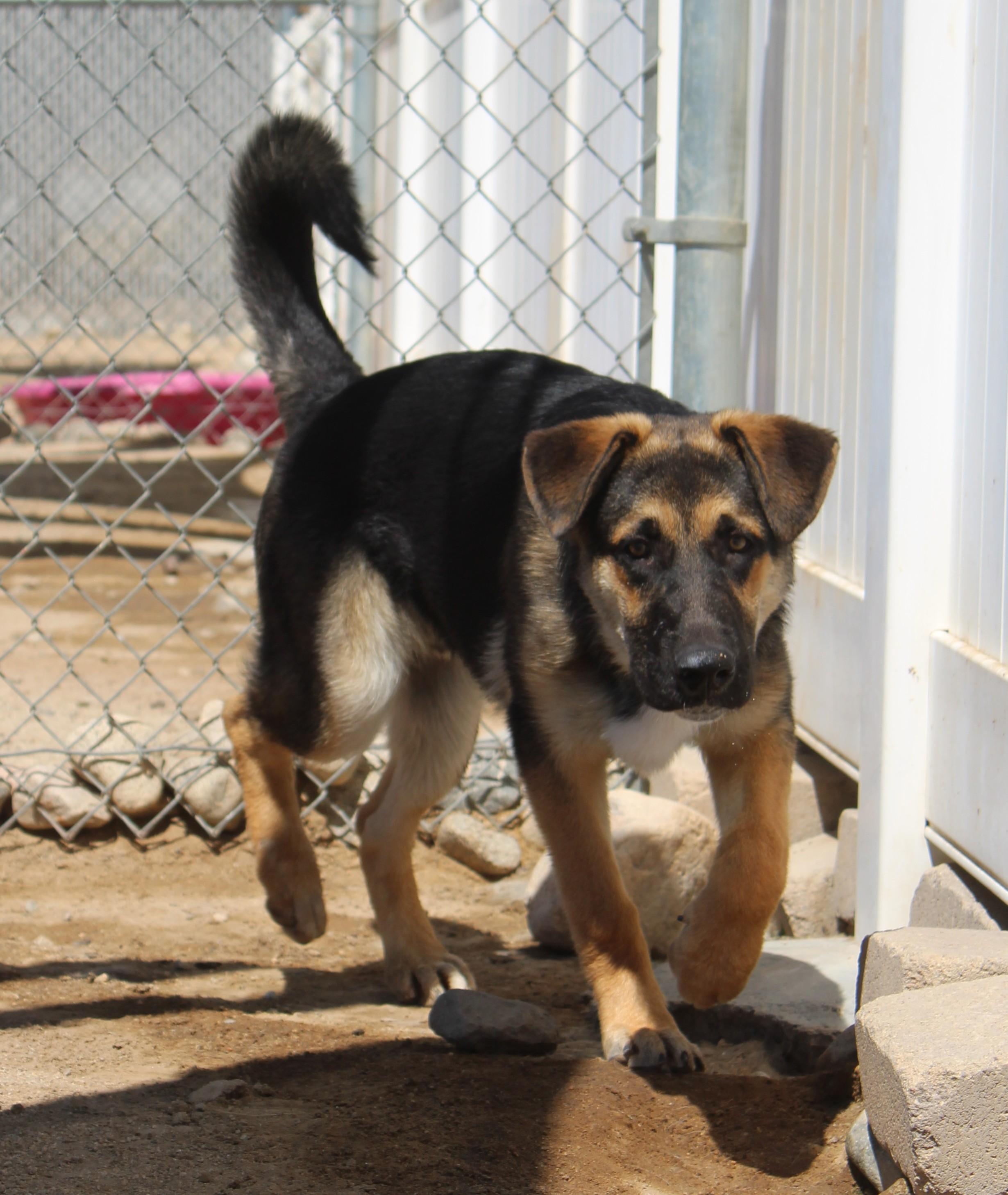 Enlarge Koda, a Adoptable mixed breed in Yucca Valley, CA image 2/6