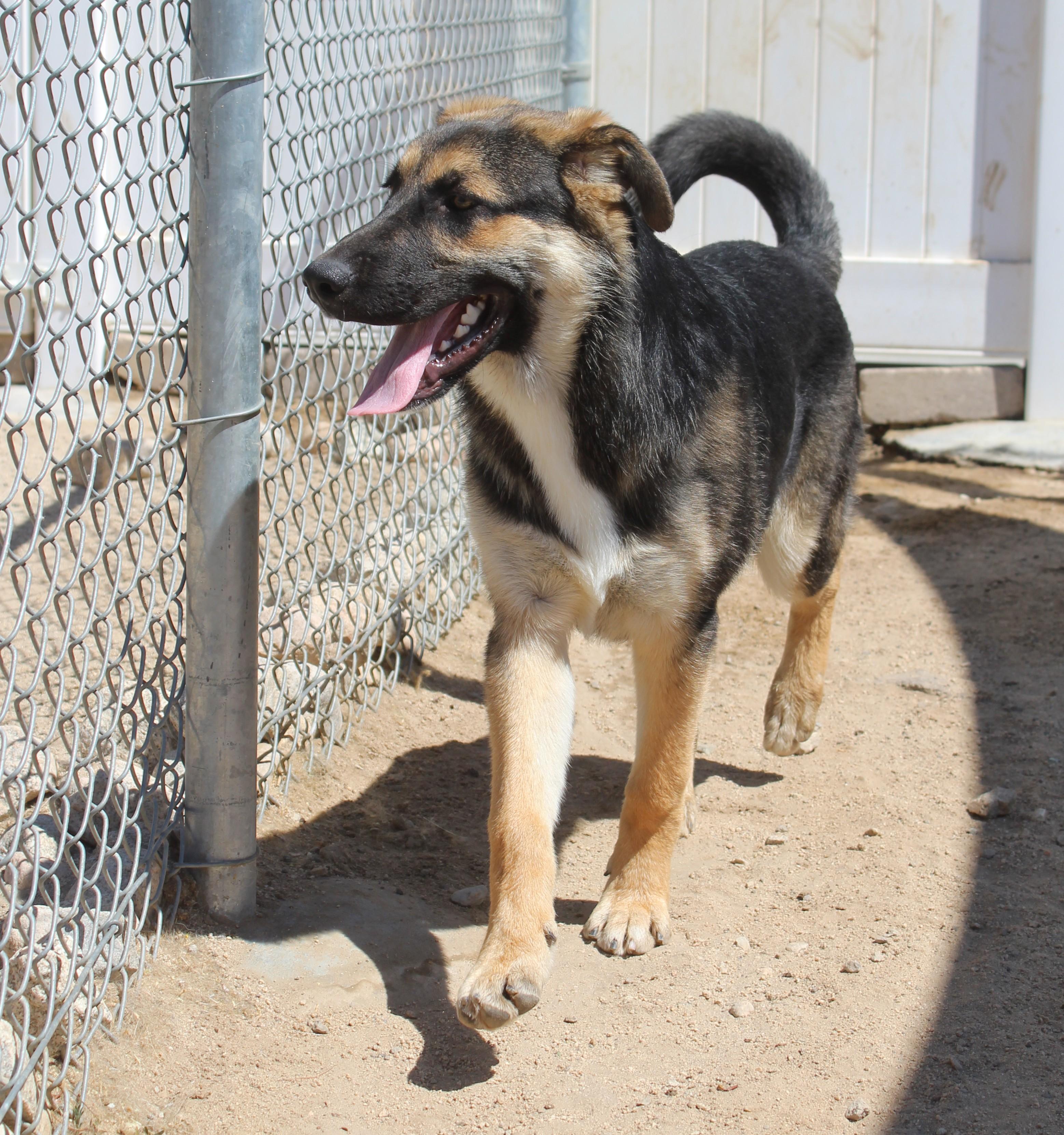 Enlarge Koda, a Adoptable mixed breed in Yucca Valley, CA image 6/6