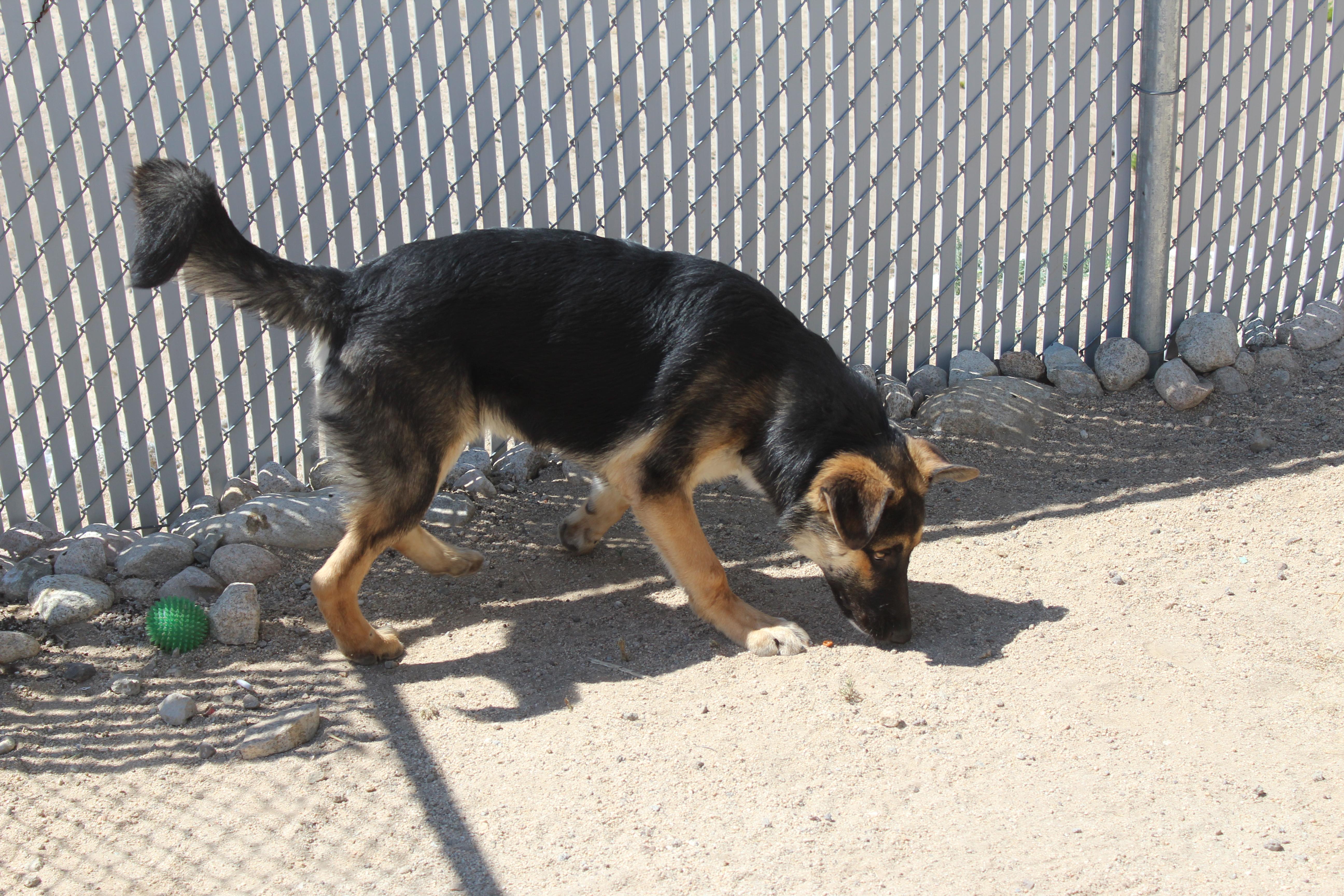 Enlarge Koda, a Adoptable mixed breed in Yucca Valley, CA image 3/6