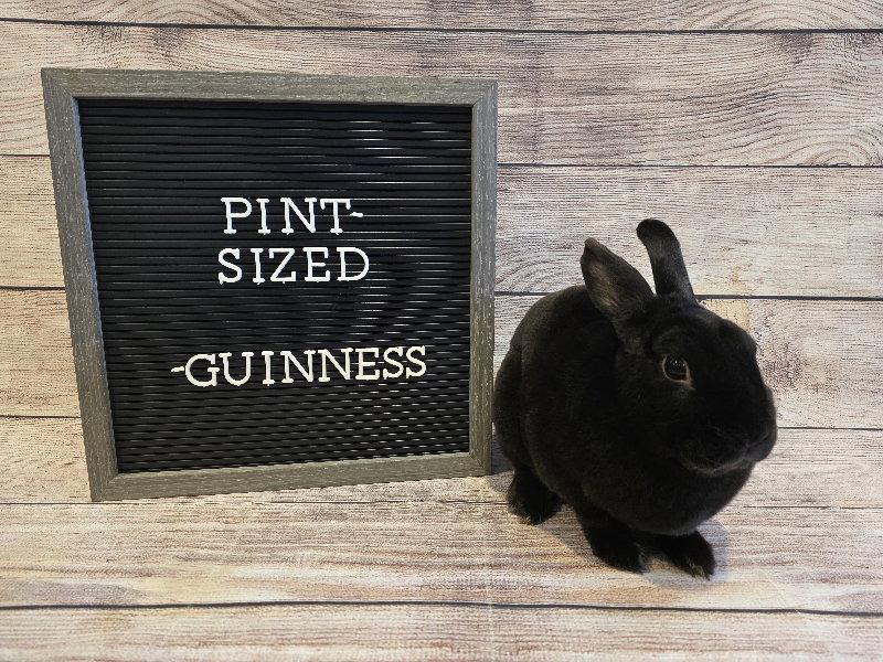 Enlarge Guinness, a Adoptable Mini Rex in Columbus, OH image 1/2