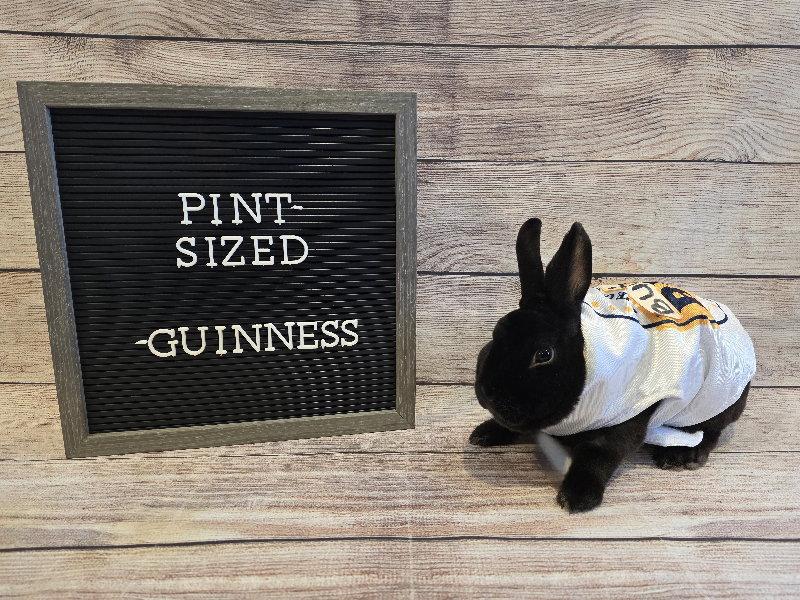 Enlarge Guinness, a Adoptable Mini Rex in Columbus, OH image 2/2