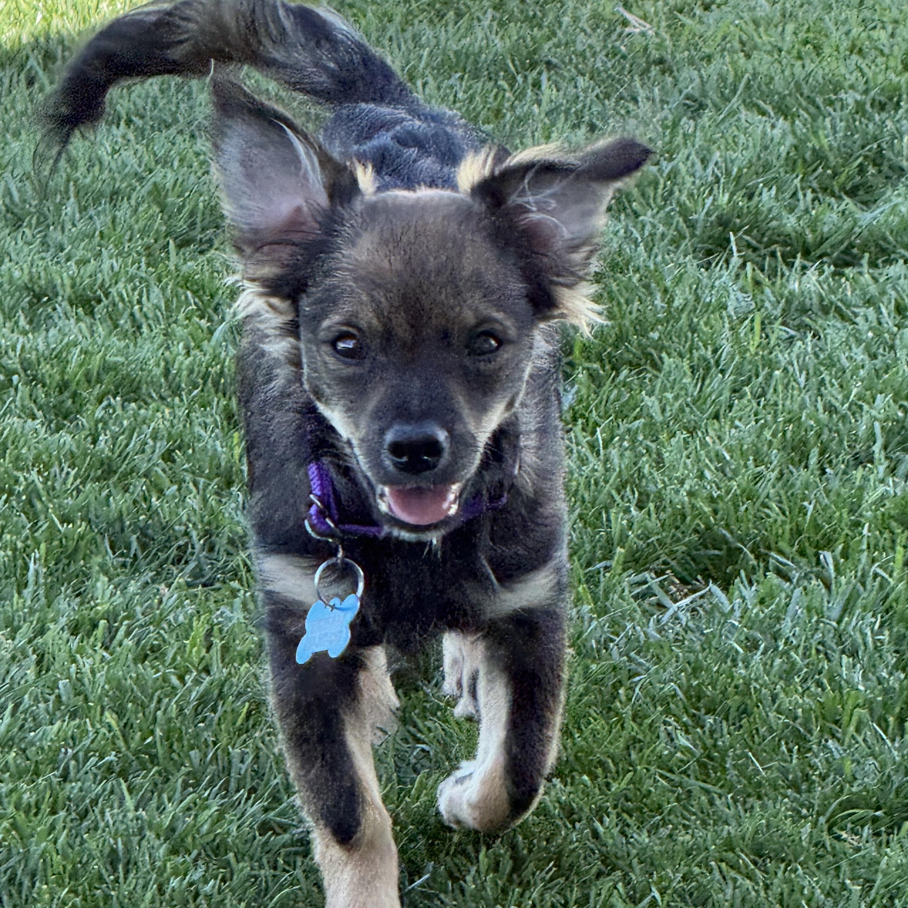 Enlarge Chili, a Adoptable Chihuahua in Los Angeles, CA image 5/5