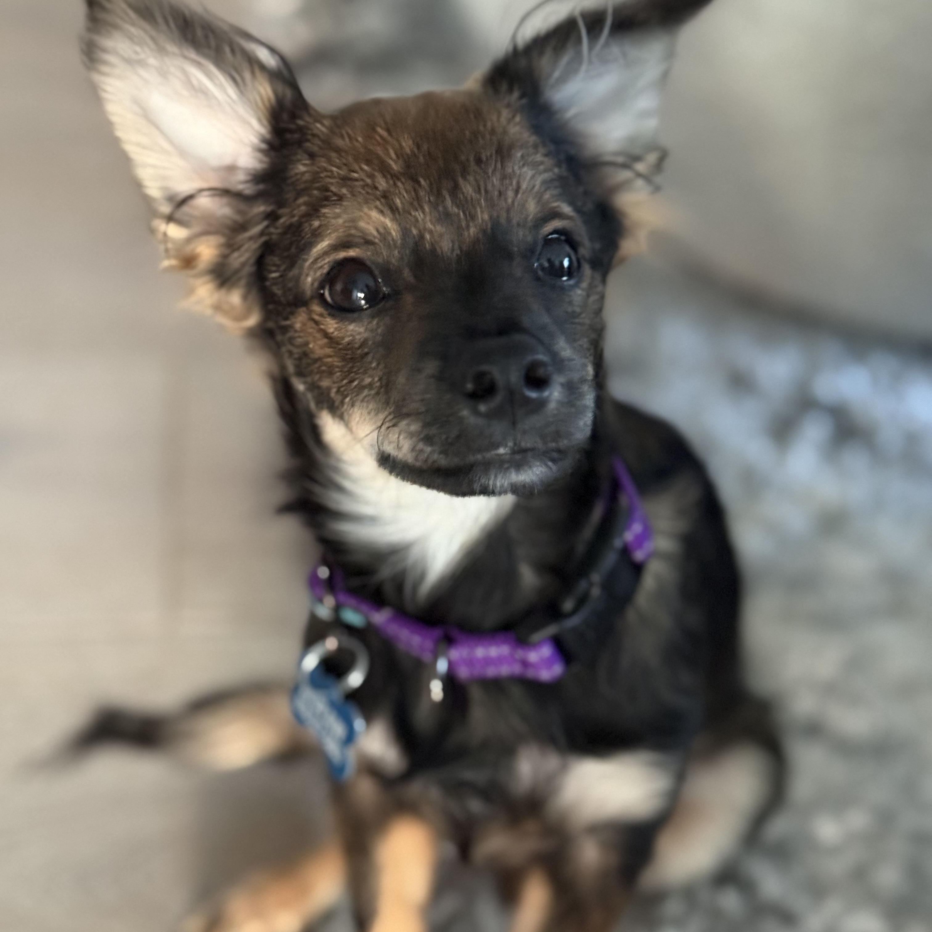 Enlarge Chili, a Adoptable Chihuahua in Los Angeles, CA image 3/5