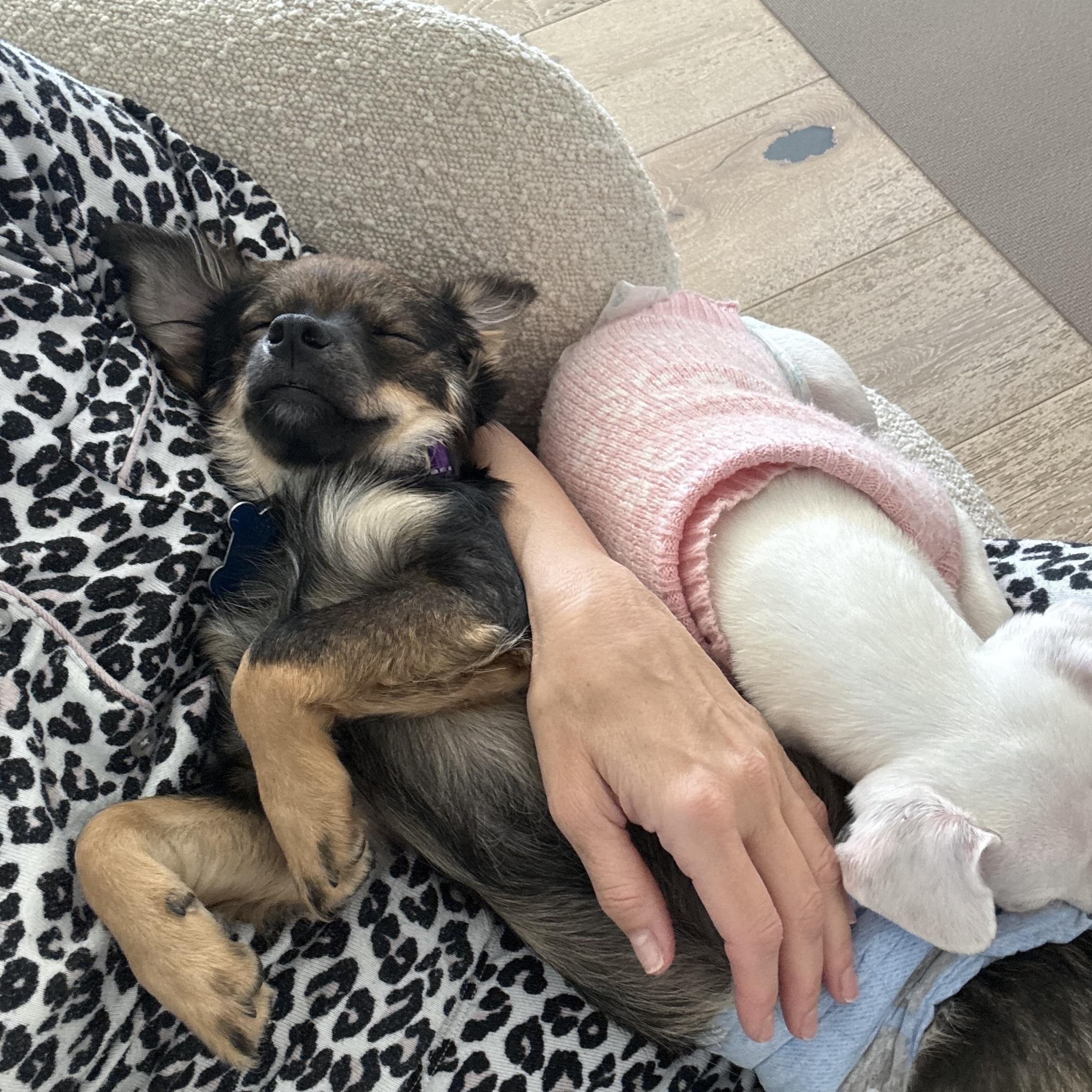 Enlarge Chili, a Adoptable Chihuahua in Los Angeles, CA image 2/5