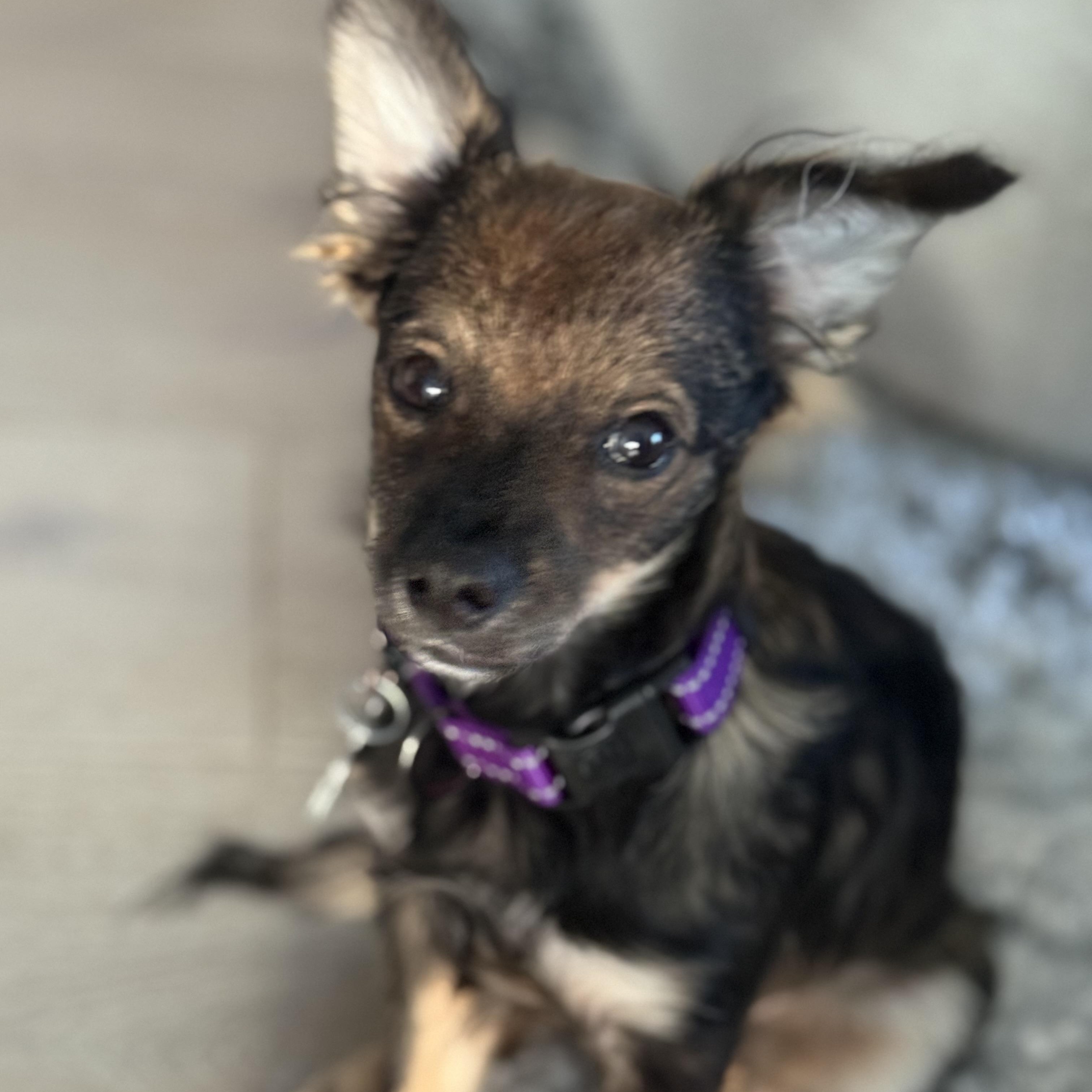 Enlarge Chili, a Adoptable Chihuahua in Los Angeles, CA image 1/5