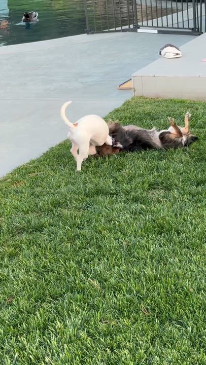 Enlarge Chili, a Adoptable Chihuahua in Los Angeles, CA video 4/5