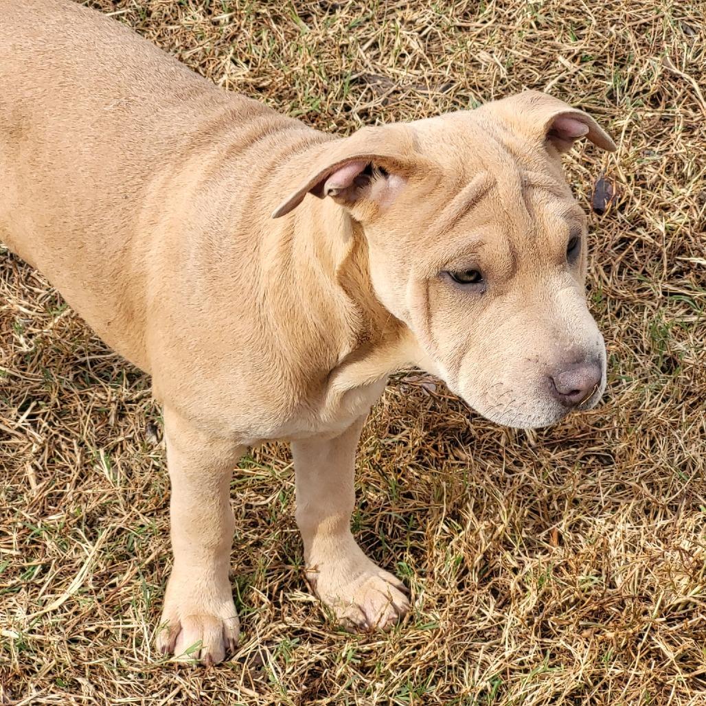 Enlarge Sandy (Coopers Corner), a Adoptable mixed breed in Lenoir, NC image 2/3