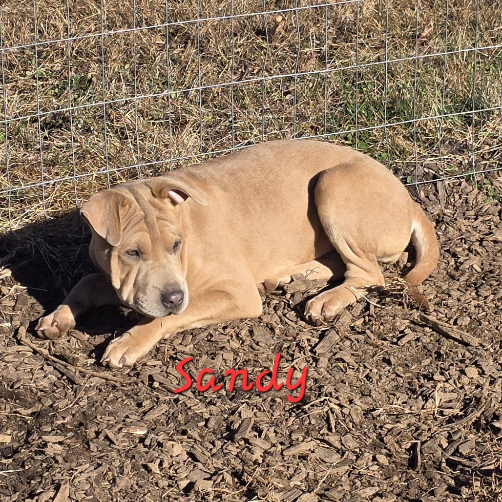 Enlarge Sandy (Coopers Corner), a Adoptable mixed breed in Lenoir, NC image 3/3