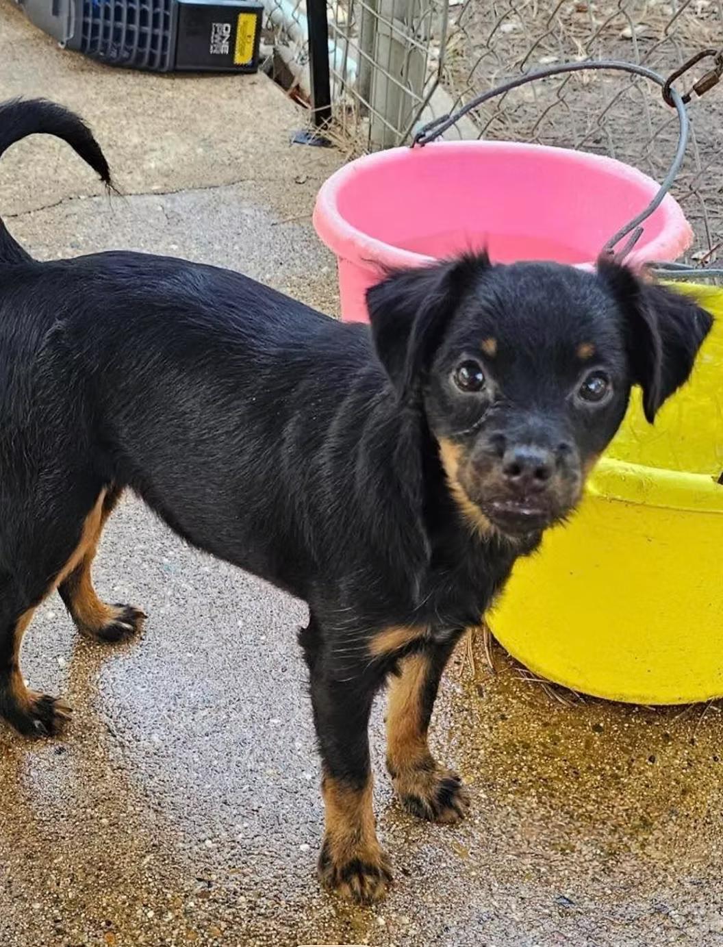Enlarge Bay, a Adoptable mixed breed in Uxbridge, MA image 1/1