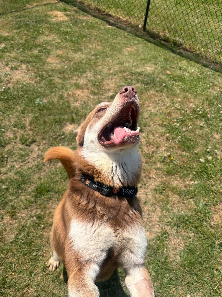 Kimber, Adoptable, Young Male Mixed Breed.