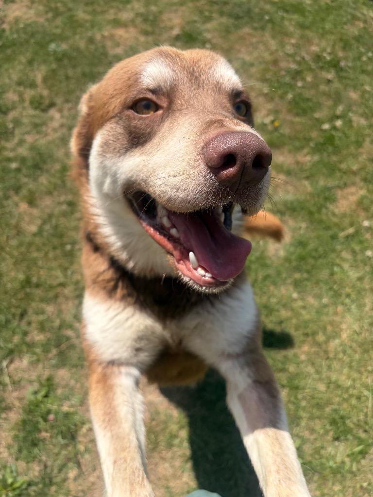 Enlarge Kimber, a Adoptable mixed breed in Gallatin, TN image 3/3
