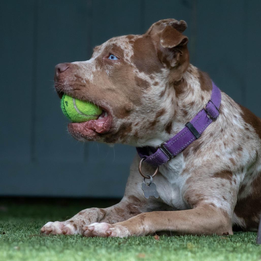 Enlarge Lucy, a Adoptable Pit Bull Terrier in Troy, VA image 1/6