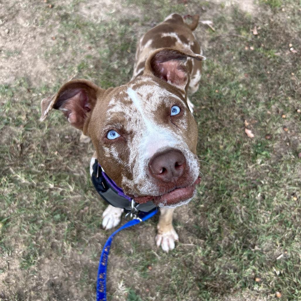 Enlarge Lucy, a Adoptable Pit Bull Terrier in Troy, VA image 2/6