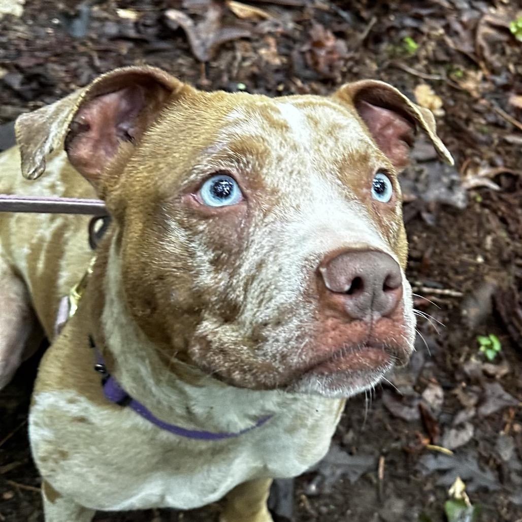 Enlarge Lucy, a Adoptable Pit Bull Terrier in Troy, VA image 3/6