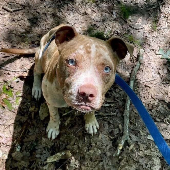 Enlarge Lucy, a Adoptable Pit Bull Terrier in Troy, VA image 4/6