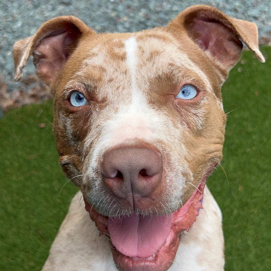 Enlarge Lucy, a Adoptable Pit Bull Terrier in Troy, VA image 5/6