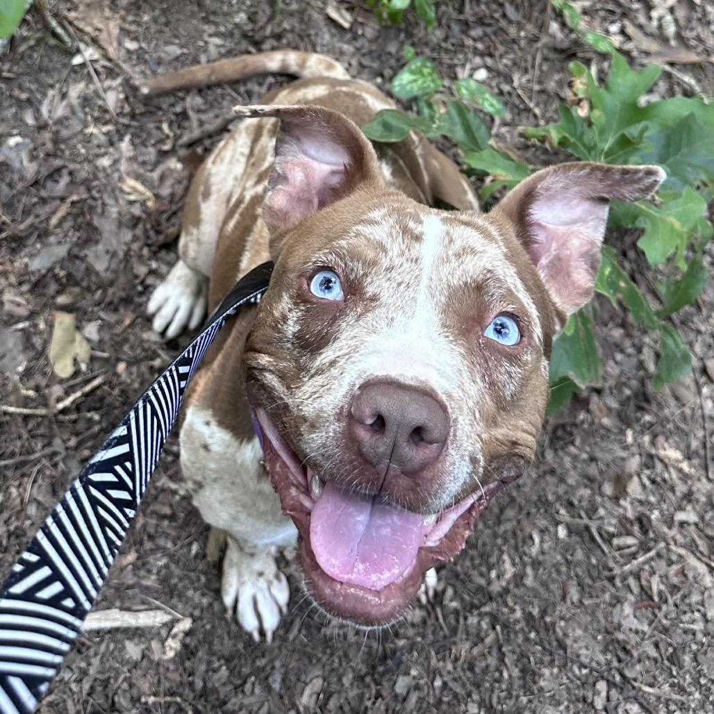 Enlarge Lucy, a Adoptable Pit Bull Terrier in Troy, VA image 6/6