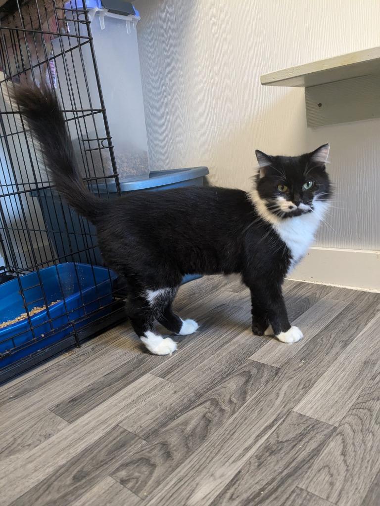 Marilyn, Adoptable, Adult Female Domestic Medium Hair.