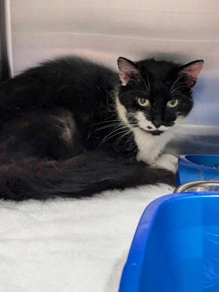 Marilyn, a Adoptable mixed breed in Meriden, CT image 1/3