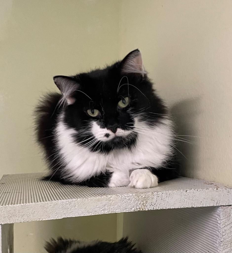 Marilyn, Adoptable, Adult Female Domestic Medium Hair.