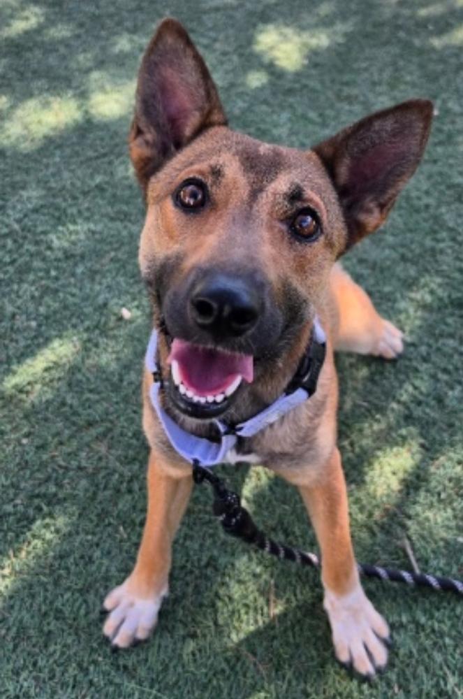 Enlarge Fresca, a Adoptable mixed breed in Sedalia, CO image 1/3