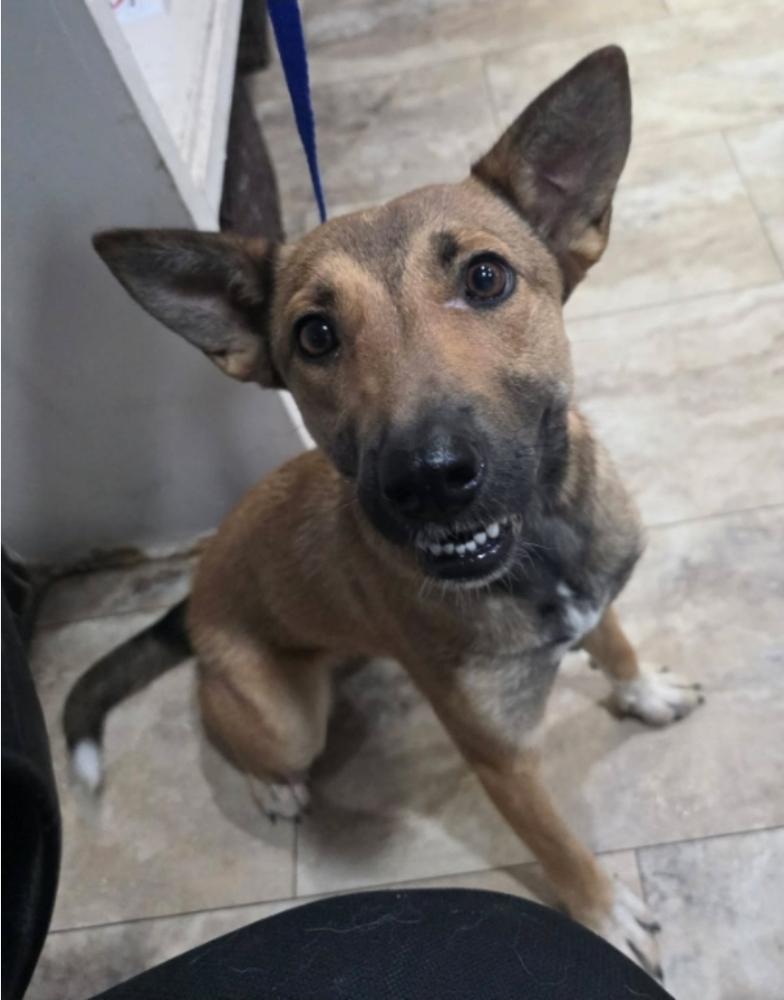Enlarge Fresca, a Adoptable mixed breed in Sedalia, CO image 2/3
