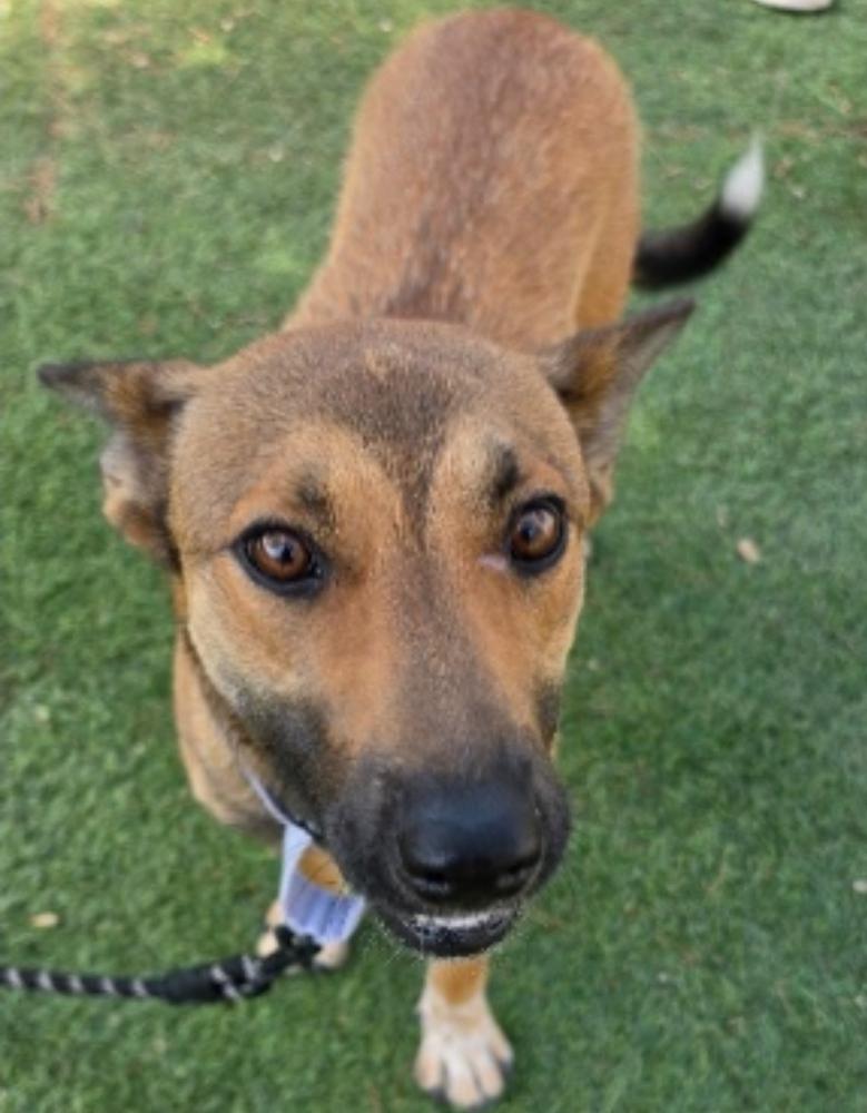 Enlarge Fresca, a Adoptable mixed breed in Sedalia, CO image 3/3