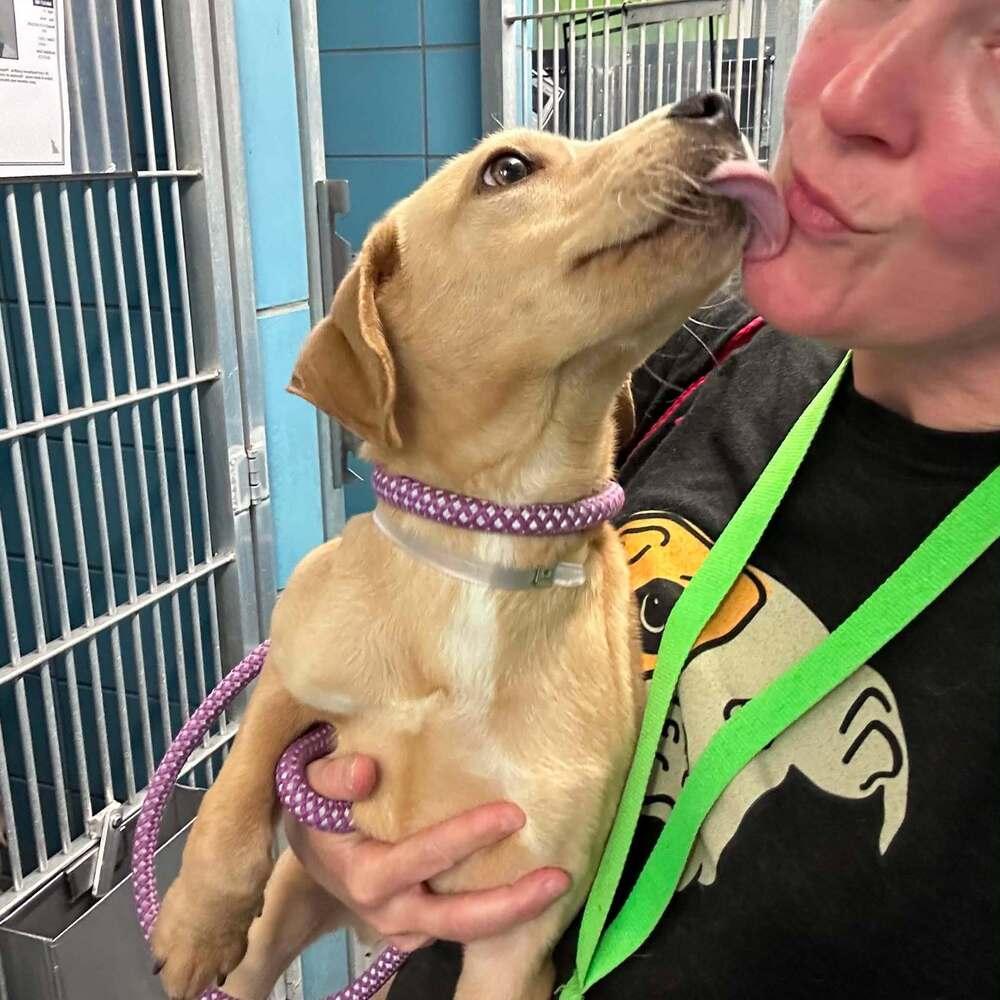 Currane / Seymour, Adoptable, Young Male Labrador Retriever.