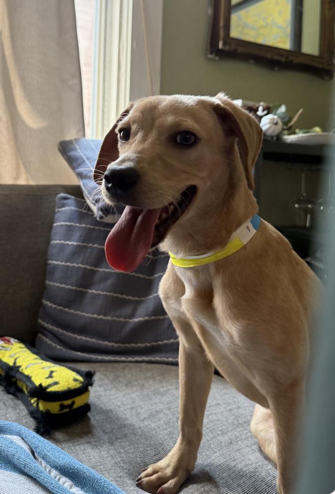 Enlarge Currane / Seymour, a Adoptable mixed breed in Broomfield, CO image 3/6