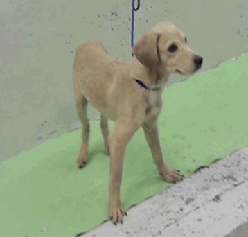 Enlarge Currane / Seymour, a Adoptable mixed breed in Broomfield, CO image 4/6