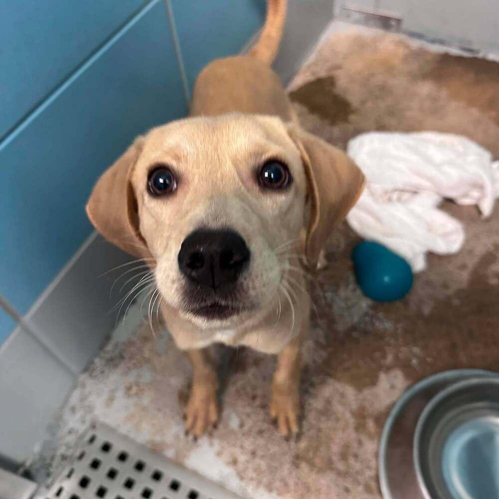 Enlarge Currane / Seymour, a Adoptable mixed breed in Broomfield, CO image 5/6