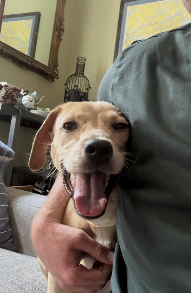 Enlarge Currane / Seymour, a Adoptable mixed breed in Broomfield, CO image 6/6
