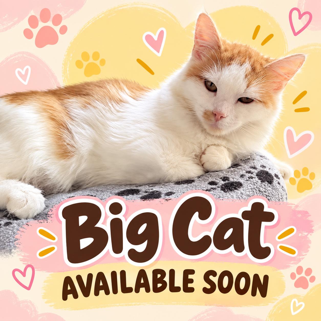Big Cat, Adopted, Young Female Domestic Long Hair.