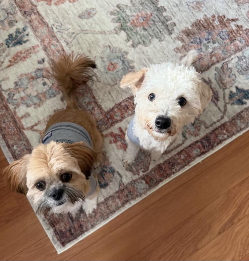 Enlarge Buckley, an adopted Schnoodle in Philadelphia, PA image 3/4