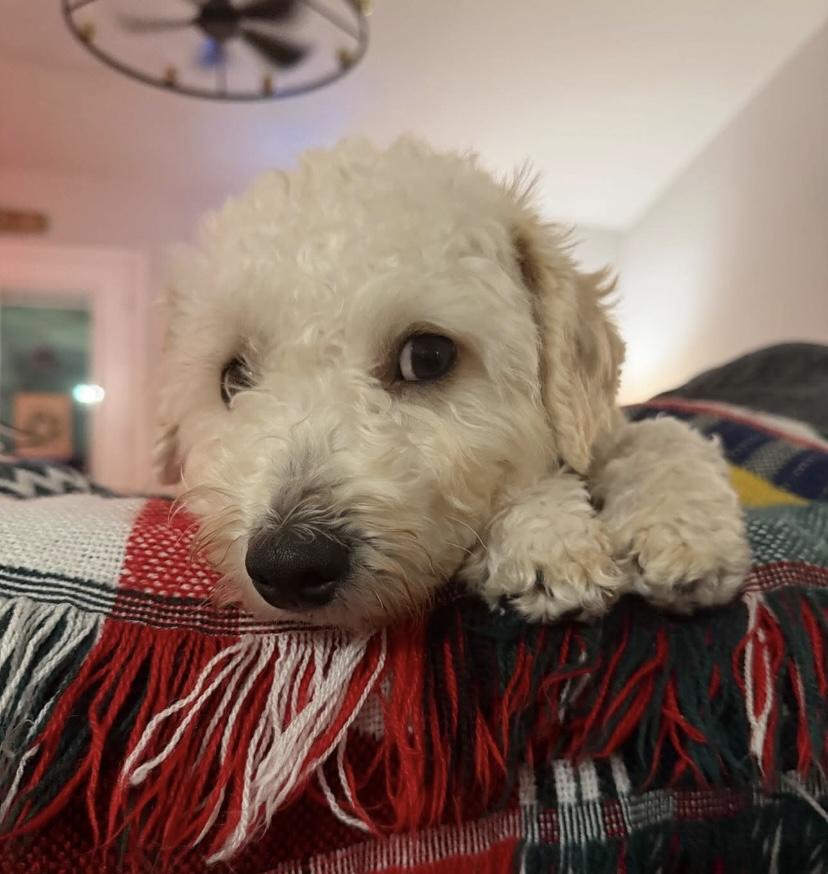 Buckley, adopted, Young Male Schnoodle.