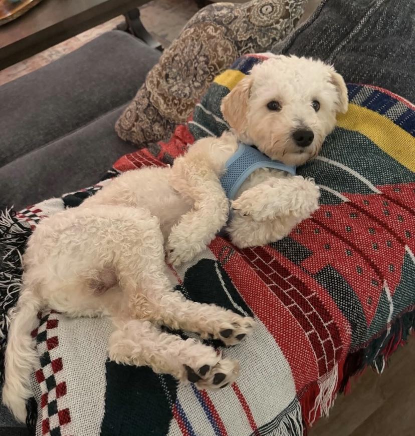 Enlarge Buckley, an adopted Schnoodle in Philadelphia, PA image 4/4